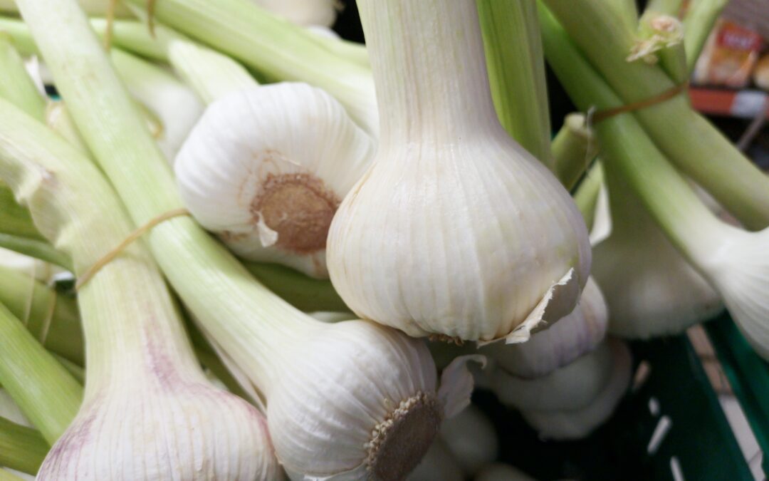 Garlic Benefits for Men